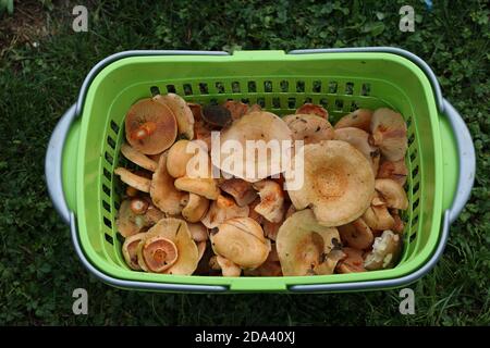 Un panier de champignons fraîchement cueillis se trouve dans l'herbe Banque D'Images