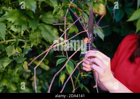 Une femme coupe des branches sèches d'une vigne avec cisailles de jardin Banque D'Images