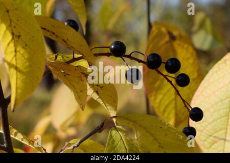 Cerises d'oiseaux mûres au soleil Banque D'Images