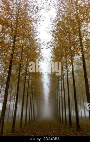 Rangées de Birch en papier dans le brouillard d'hiver Banque D'Images