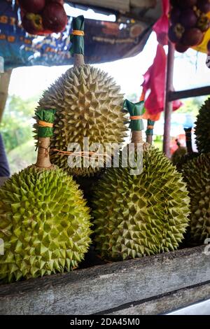 Le gros plan du Musang, connu aussi sous son nom d'origine Raja Kunyit, a une chair jaune profonde, des pointes larges et émoussées, un écart entre le Th Banque D'Images