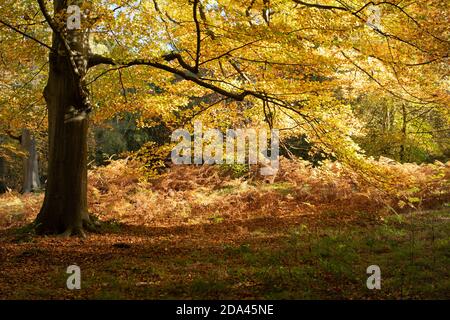 Couleurs d'automne dans les bois, feuilles dorées et de couleur bronze sur les hêtre matures, Royaume-Uni Banque D'Images
