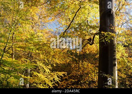 Couleurs d'automne dans les bois, feuilles dorées et de couleur bronze sur les arbres matures, Royaume-Uni Banque D'Images