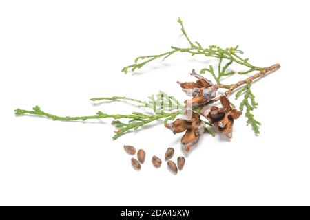 Branche de Thuja avec des graines isolées sur fond blanc Banque D'Images