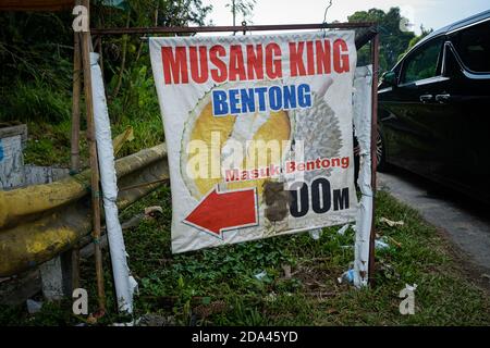 Le Musang King durian, également connu sous son nom original Raja Kunyit, a une chair jaune profonde, des pointes larges et émoussées, un écart entre la tige et les épines. Banque D'Images