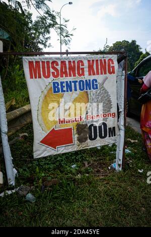 Le Musang King durian, également connu sous son nom original Raja Kunyit, a une chair jaune profonde, des pointes larges et émoussées, un écart entre la tige et les épines. Banque D'Images