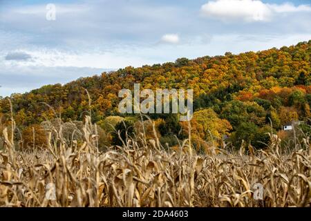 Champ de maïs séché en face d'une montagne avec arbres colorés Banque D'Images
