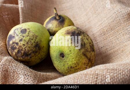 Noix noires d'Amérique de l'est ou Juglans nigra friuts sur la toile brute de jute. Banque D'Images