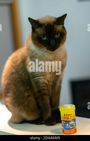 Chat siamois aux yeux bleus attendant sa nourriture près du récipient de nourriture de poisson rouge, Felis silvestris F. catus Banque D'Images