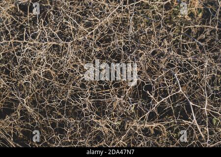 Gros plan buisson épineux stérile sans feuilles avec branches enchevêtrées, plante morte sèche avec épines sur les branches de la côte d'Ayia Napa à Chypre, foyer sélectif Banque D'Images