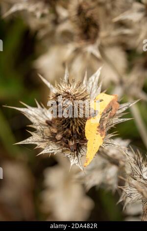 Eryngium giganteum naturel après les motifs de plantes de fleurs, le résumé et les motifs de spikey Banque D'Images