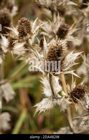 Eryngium giganteum naturel après les motifs de plantes de fleurs, le résumé et les motifs de spikey Banque D'Images