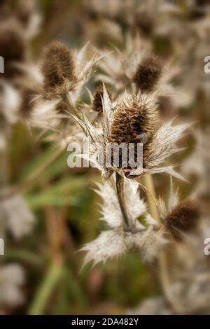 Eryngium giganteum naturel après les motifs de plantes de fleurs, le résumé et les motifs de spikey Banque D'Images