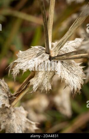 Eryngium giganteum naturel après les motifs de plantes de fleurs, le résumé et les motifs de spikey Banque D'Images