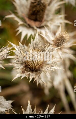 Eryngium giganteum naturel après les motifs de plantes de fleurs, le résumé et les motifs de spikey Banque D'Images