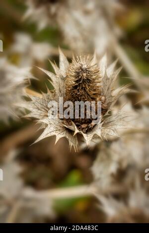 Eryngium giganteum naturel après les motifs de plantes de fleurs, le résumé et les motifs de spikey Banque D'Images