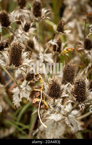 Eryngium giganteum naturel après les motifs de plantes de fleurs, le résumé et les motifs de spikey Banque D'Images