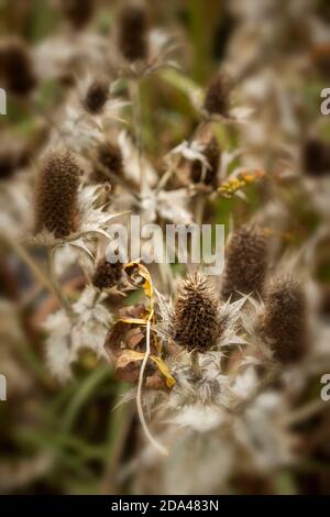 Eryngium giganteum naturel après les motifs de plantes de fleurs, le résumé et les motifs de spikey Banque D'Images