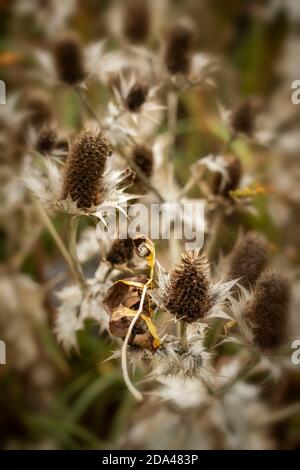 Eryngium giganteum naturel après les motifs de plantes de fleurs, le résumé et les motifs de spikey Banque D'Images