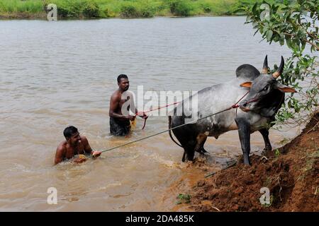 Bosse majestueuses cornes sharp qui sont la marque d'un jallikattu Kaalai bull Kangayam ( bull ) Bull apprivoiser,Madurai, Inde Banque D'Images