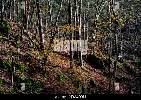 lumières et ombres dans les bois de couleur automnale Banque D'Images