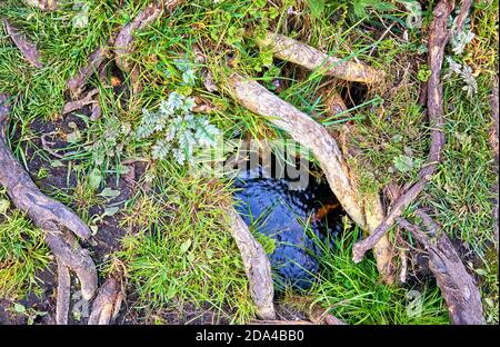 Fond de nature avec de l'eau et des bâtons entre l'herbe verte. Banque D'Images