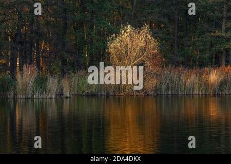 Le Kellersee en automne. Les couleurs vives et magnifiques étaient attrayantes. Banque D'Images