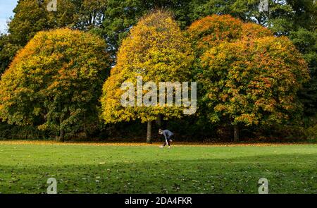 Femme s'exerçant à Mungall Park avec des arbres d'automne, Crieff, Perthshire, Écosse, Royaume-Uni Banque D'Images