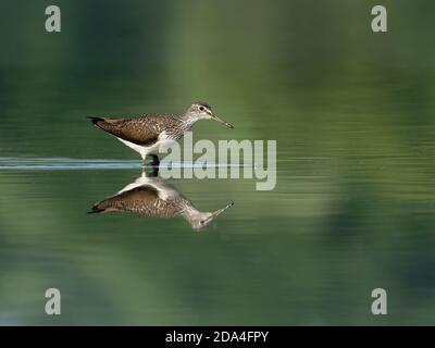 Belle scène de nature avec bois de sandpiper (Tringa glareola). Photo de la faune et de la flore du bois de sandpiper (Tringa glareola) avec un reflet. Banque D'Images