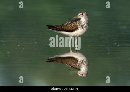 Belle scène de nature avec bois de sandpiper (Tringa glareola). Photo de la faune et de la flore du bois de sandpiper (Tringa glareola) avec un reflet. Banque D'Images