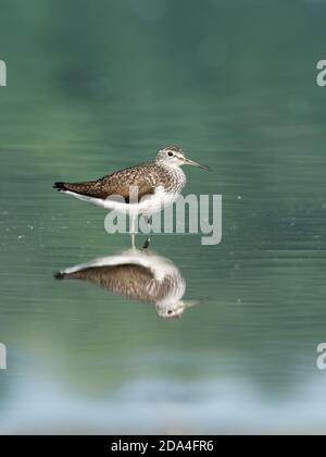 Belle scène de nature avec bois de sandpiper (Tringa glareola). Photo de la faune et de la flore du bois de sandpiper (Tringa glareola) avec un reflet. Banque D'Images