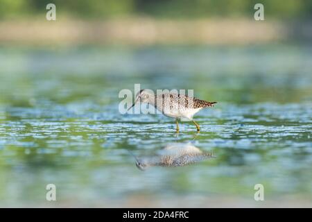 Belle scène de nature avec bois de sandpiper (Tringa glareola). Photo de la faune et de la flore du bois de sandpiper (Tringa glareola) avec un reflet. Banque D'Images