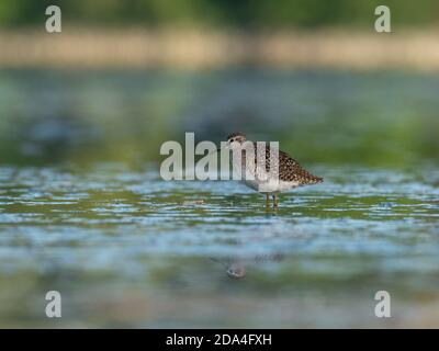 Belle scène de nature avec bois de sandpiper (Tringa glareola). Photo de la faune et de la flore du bois de sandpiper (Tringa glareola) avec un reflet. Banque D'Images