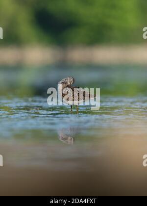 Belle scène de nature avec bois de sandpiper (Tringa glareola). Photo de la faune et de la flore du bois de sandpiper (Tringa glareola) avec un reflet. Banque D'Images