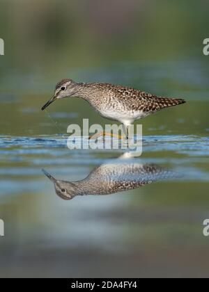 Belle scène de nature avec bois de sandpiper (Tringa glareola). Photo de la faune et de la flore du bois de sandpiper (Tringa glareola) avec un reflet. Banque D'Images