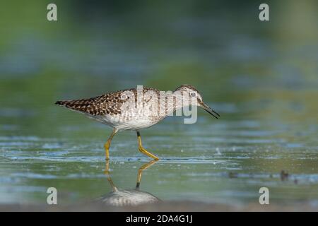 Belle scène de nature avec bois de sandpiper (Tringa glareola). Photo de la faune et de la flore du bois de sandpiper (Tringa glareola) avec un reflet. Banque D'Images