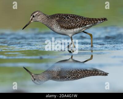 Belle scène de nature avec bois de sandpiper (Tringa glareola). Photo de la faune et de la flore du bois de sandpiper (Tringa glareola) avec un reflet. Banque D'Images