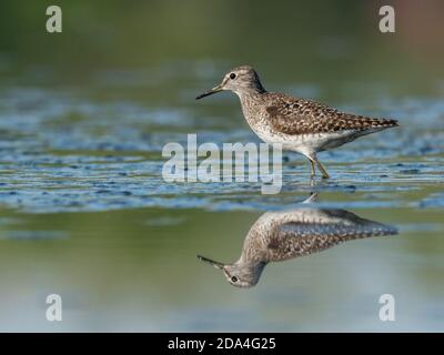 Belle scène de nature avec bois de sandpiper (Tringa glareola). Photo de la faune et de la flore du bois de sandpiper (Tringa glareola) avec un reflet. Banque D'Images