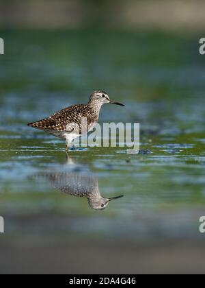 Belle scène de nature avec bois de sandpiper (Tringa glareola). Photo de la faune et de la flore du bois de sandpiper (Tringa glareola) avec un reflet. Banque D'Images