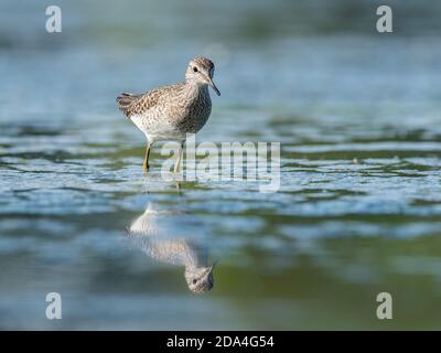 Belle scène de nature avec bois de sandpiper (Tringa glareola). Photo de la faune et de la flore du bois de sandpiper (Tringa glareola) avec un reflet. Banque D'Images