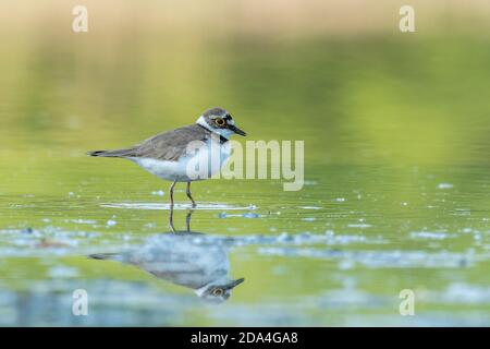 Belle scène de nature avec peu de pluvier annelé (Charadrius dubius). Petit pluvier annelé (Charadrius dubius) dans l'habitat naturel. Banque D'Images