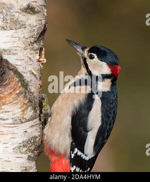 Grand pic tacheté mâle (Dendrocopus Major) sur un bouleau argenté. Banque D'Images
