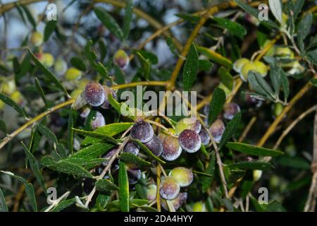 olives mûres prêtes pour la récolte et le pressage sur les branches D'un arbre dans la campagne toscane Banque D'Images