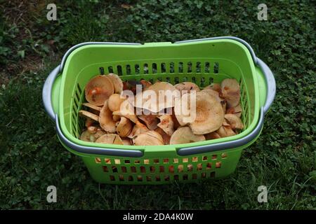 Un panier de champignons fraîchement cueillis se trouve dans l'herbe Banque D'Images
