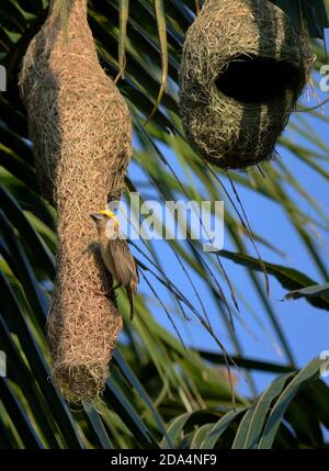 Le mâle Baya Weaver Bird est assis sur son Nest Banque D'Images
