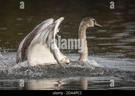 Cygne juvénile appréciant avoir une éclaboussure autour de l'eau Banque D'Images