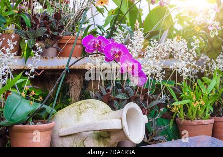 Les orchidées fleurissent dans des pots d'argile dans une forêt tropicale humide Banque D'Images
