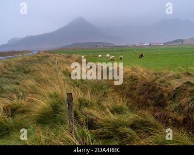 Moutons dans un champ, Eyja-og Miklaholtschreppur, région occidentale, Islande Banque D'Images