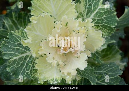 Chou-chou fleuri ou ornemental Nom latin Brassica oleracea espèce avec des gouttes de rosée du matin. Banque D'Images