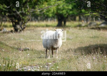 Animaux sauvages - Portrait de mouton. Terres agricoles vue sur un mouton tout-en-un dans un champ de forêt verte Banque D'Images